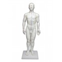 Akupunktur İnsan Modeli 50CM